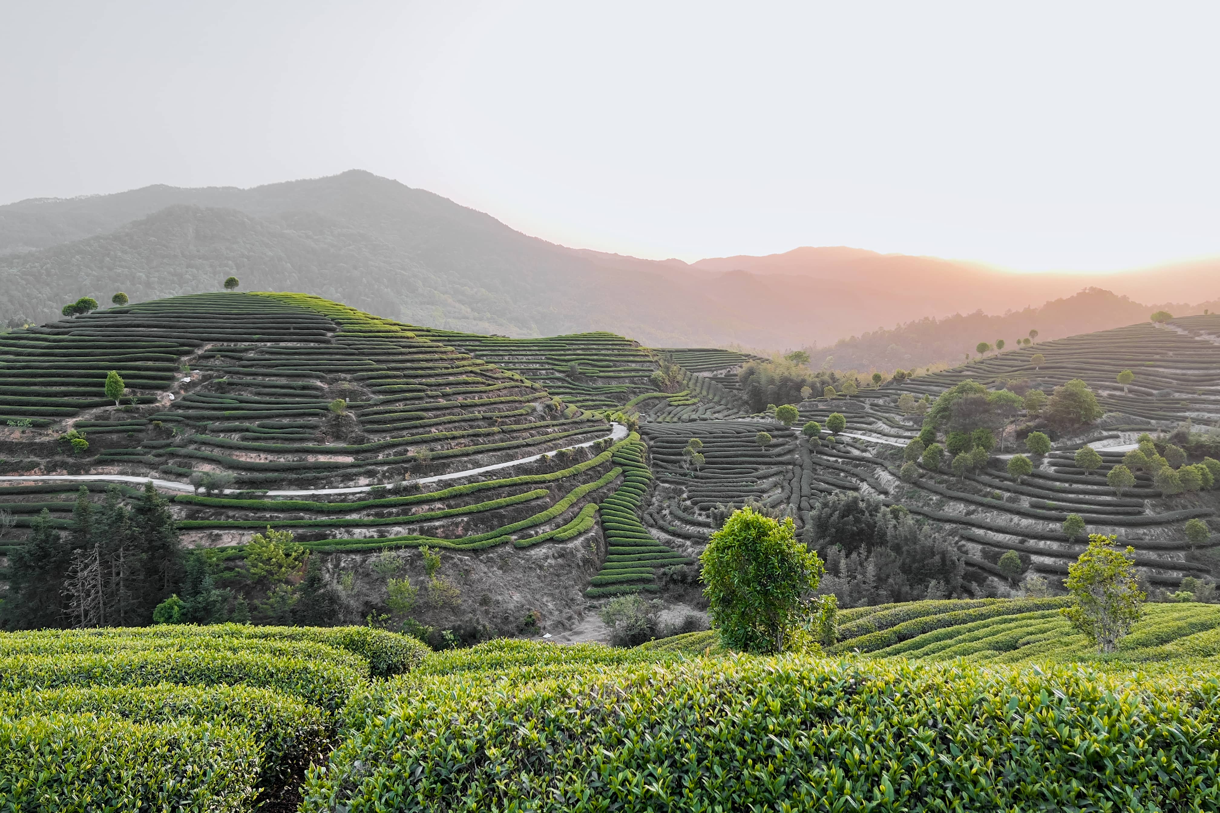 Traditional Chinese tea plantation in misty mountains with terraced fields
