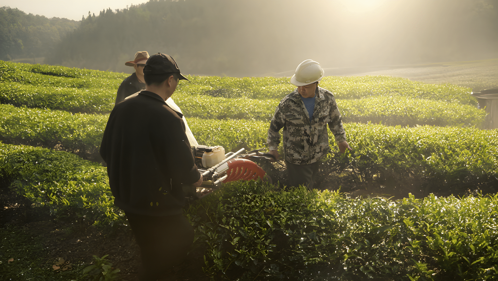 Работник чайной плантации использует механическое оборудование для сбора урожая среди зеленых рядов чайных кустов