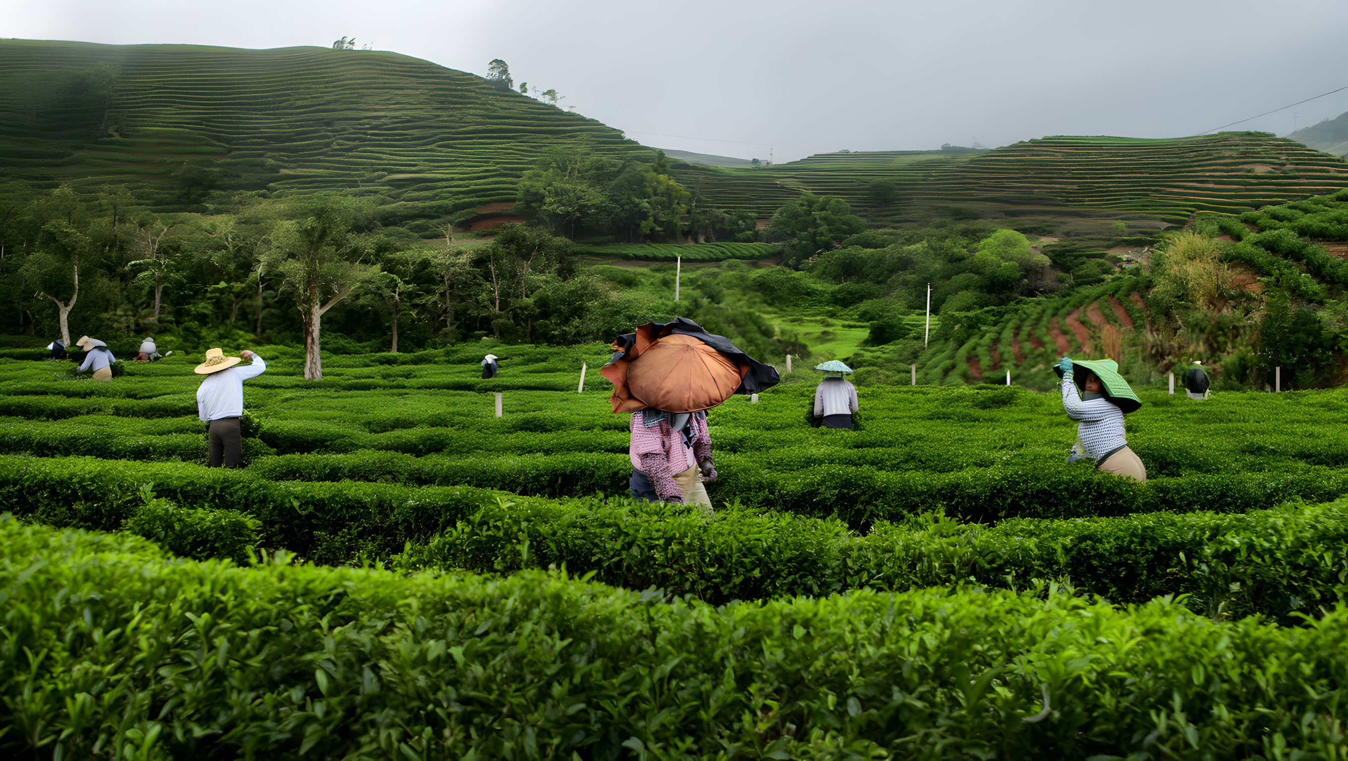 Крупный план рук сборщика, аккуратно собирающего молодые чайные листья традиционным методом